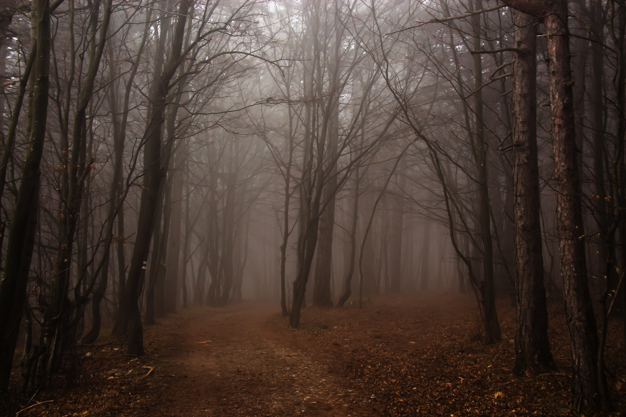 Canon EF-S 17-85mm F4-5.6 IS USM sample photo. Diciembre en el bosque photography
