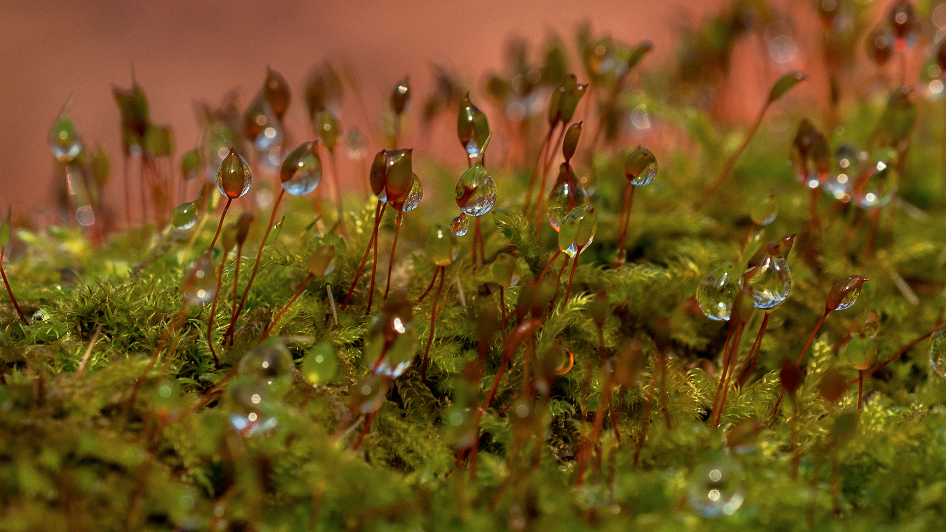 Olympus PEN E-PM2 sample photo. Moss photography