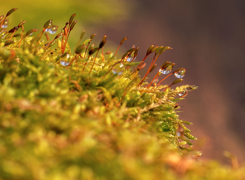 Olympus PEN E-PM2 sample photo. Moss photography