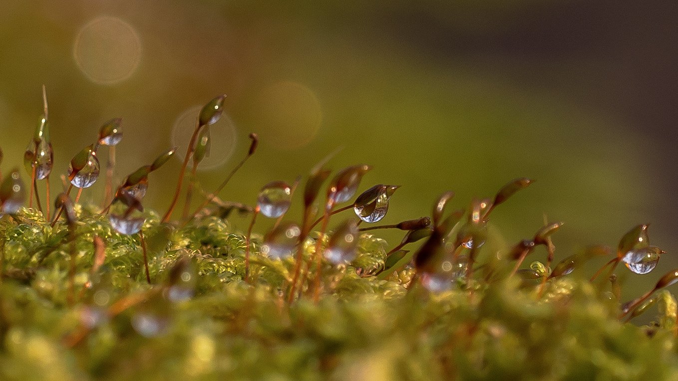 Olympus PEN E-PM2 sample photo. Moss photography