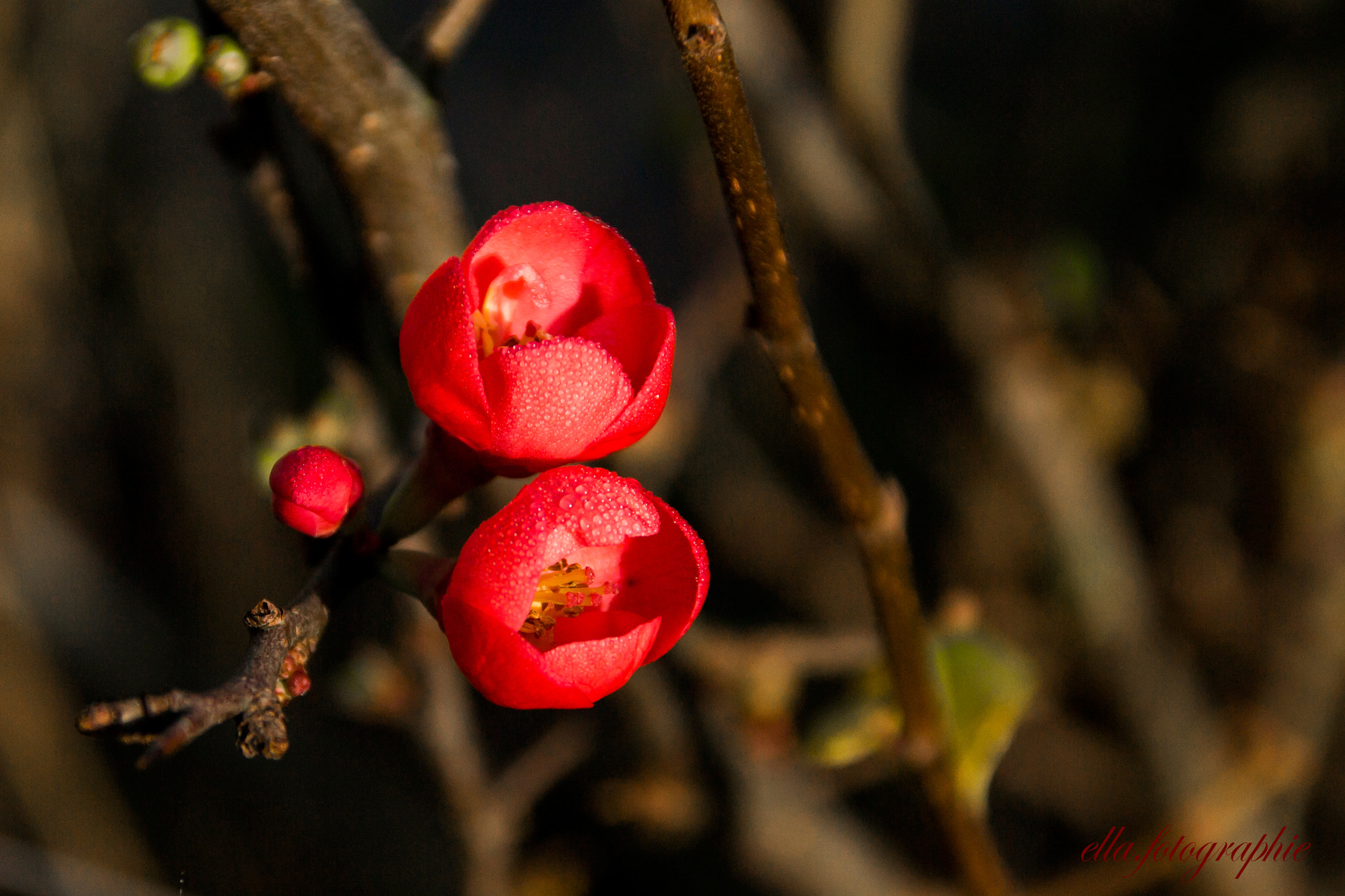 Nikon D3100 + Sigma 18-125mm F3.8-5.6 DC OS HSM sample photo. Quince photography