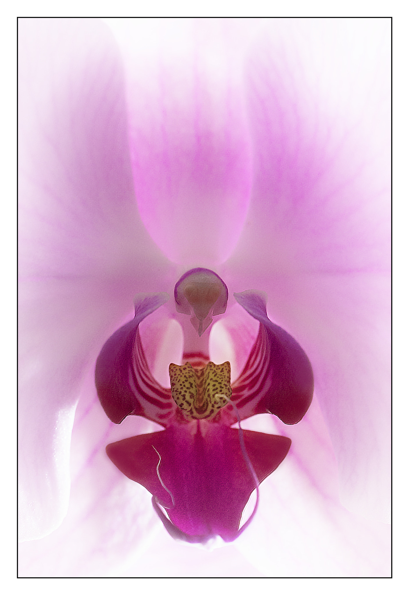 Canon EOS-1D Mark III sample photo. Orchid photography
