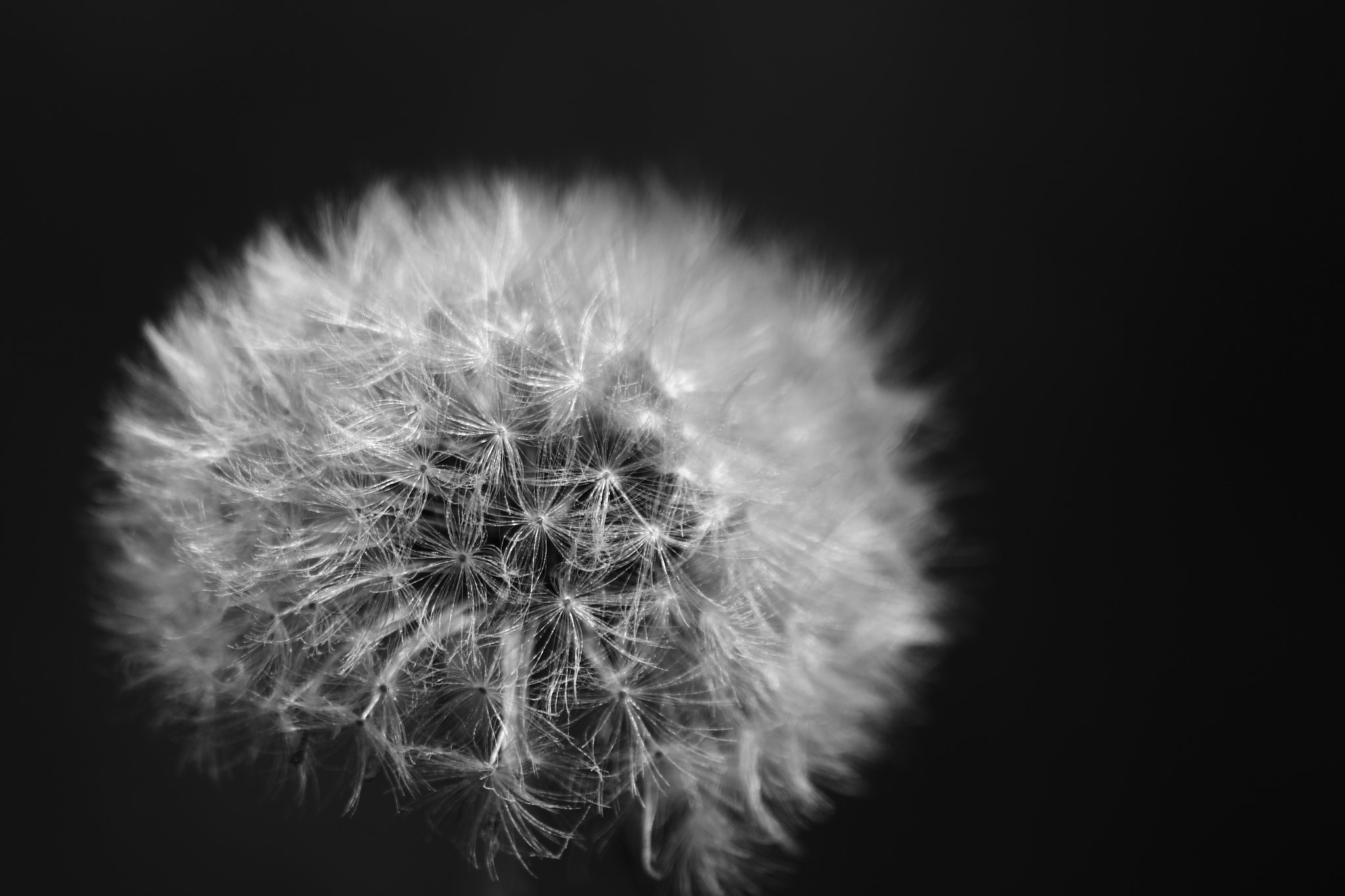 Sigma 70-300mm F4-5.6 APO DG Macro sample photo. Black and white dandelion photography