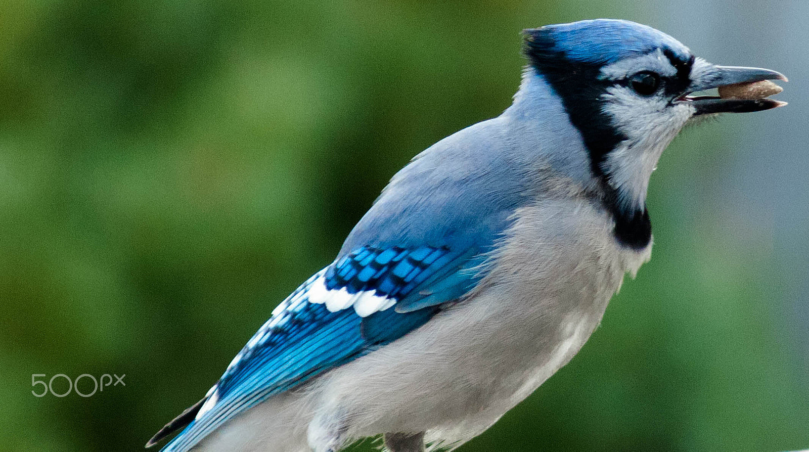 Canon EF 80-200mm f/4.5-5.6 USM sample photo. Blue jay photography