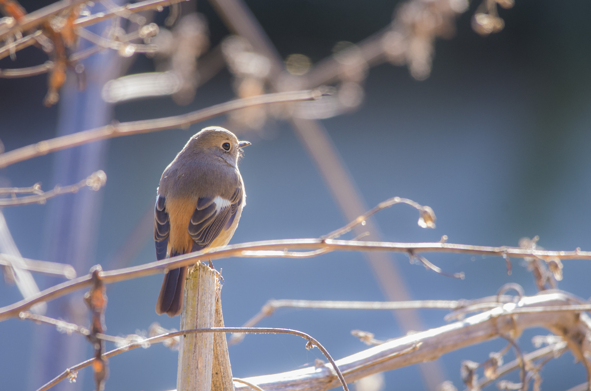 Sigma 150-500mm F5-6.3 DG OS HSM sample photo. Daurian redstart photography