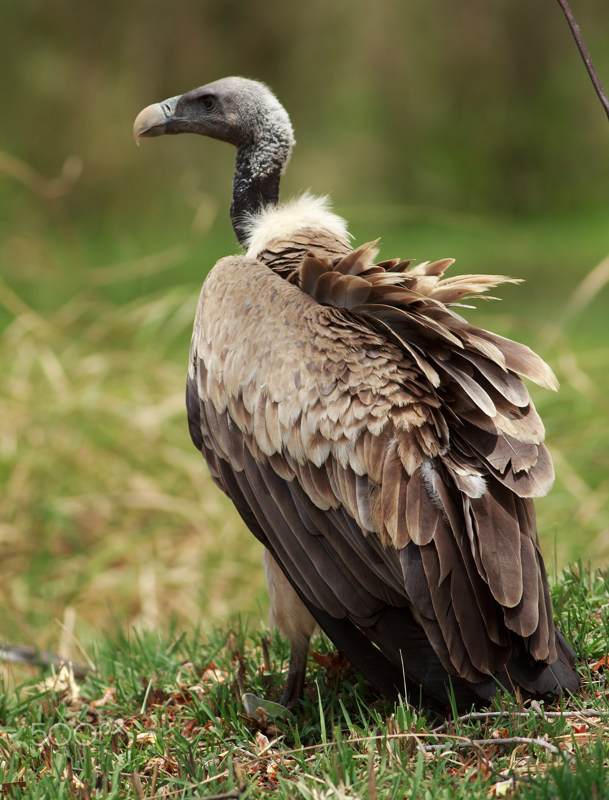 Canon EOS 600D (Rebel EOS T3i / EOS Kiss X5) + Canon EF 400mm F5.6L USM sample photo. Vulture photography