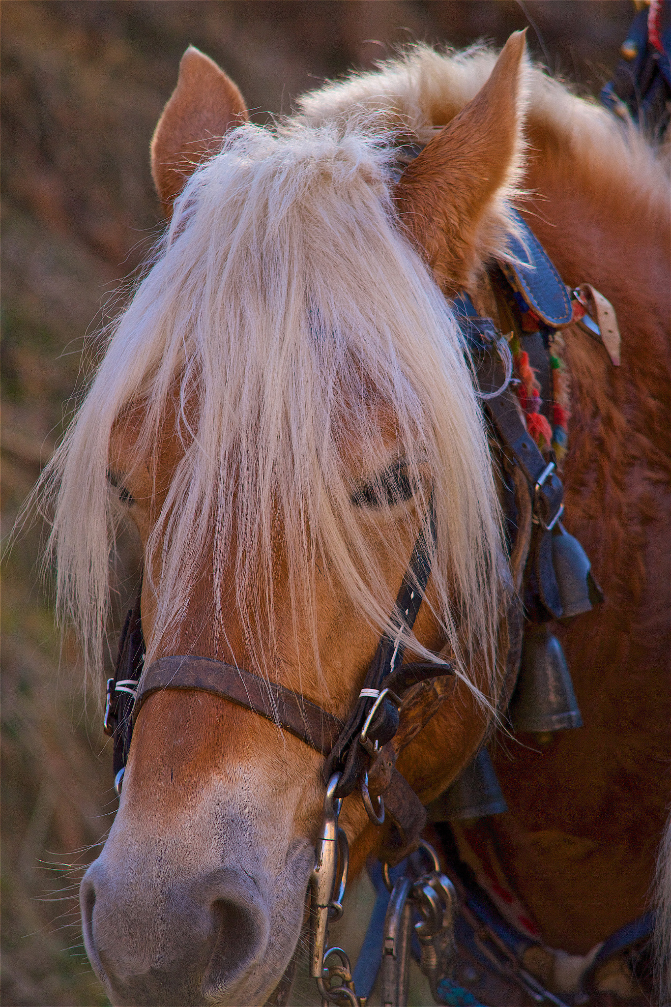 Sigma APO 50-150mm f/2.8 [II] EX DC HSM sample photo. Arbeitskopie photography