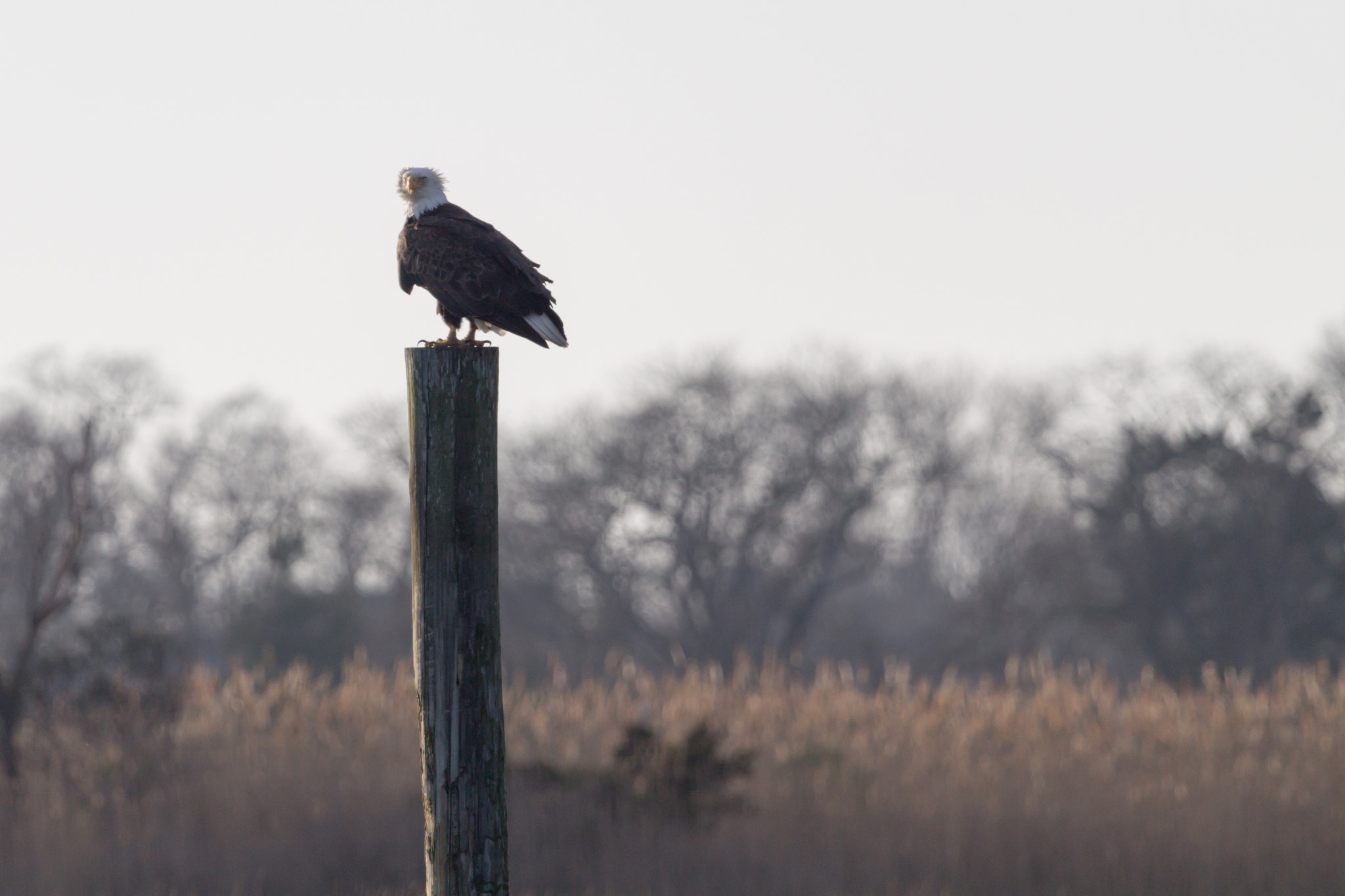 Canon EF 100-400mm F4.5-5.6L IS USM sample photo. Bald eagle photography