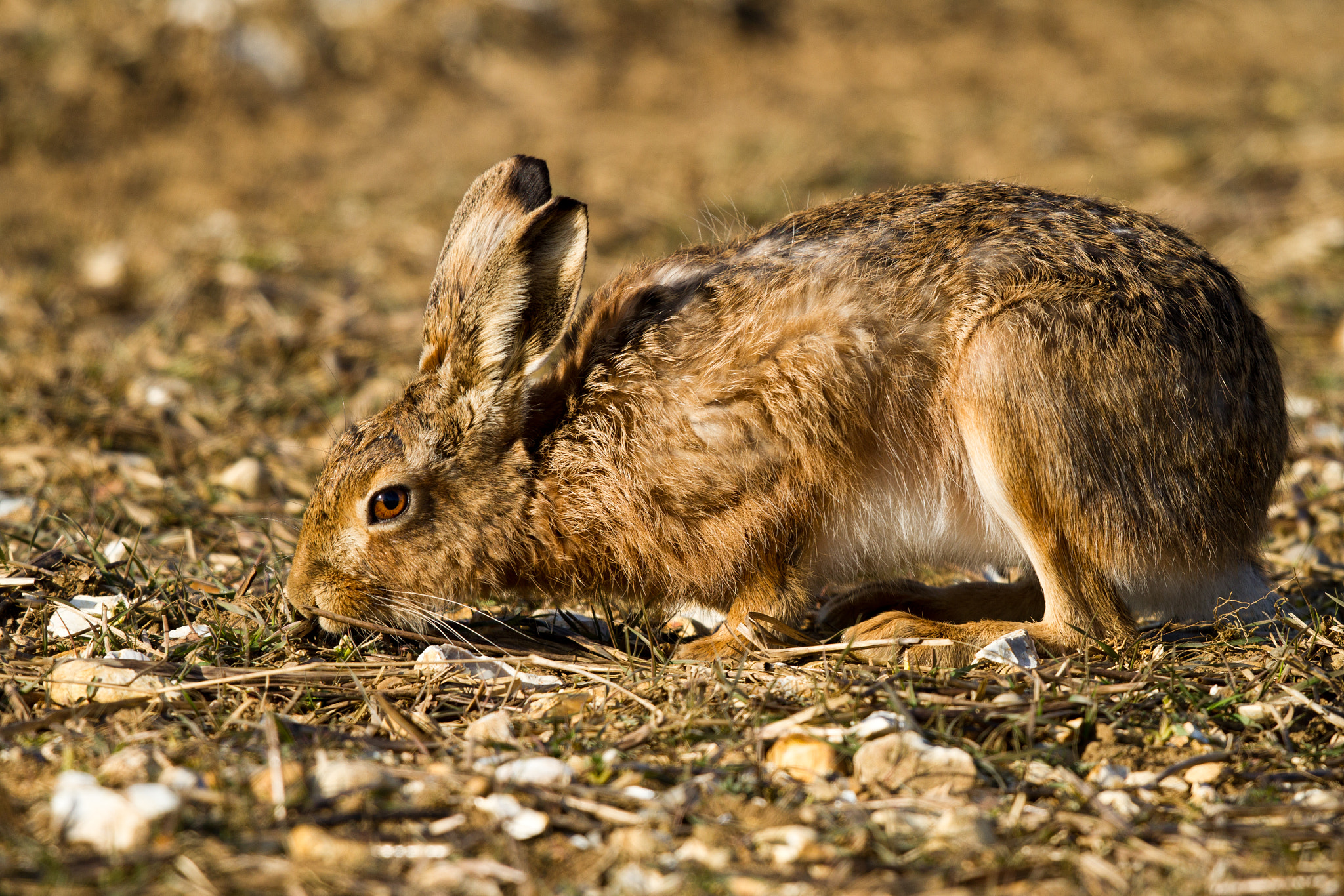 Canon EOS 7D + Canon EF 500mm F4L IS II USM sample photo. Hare on dry pasture photography