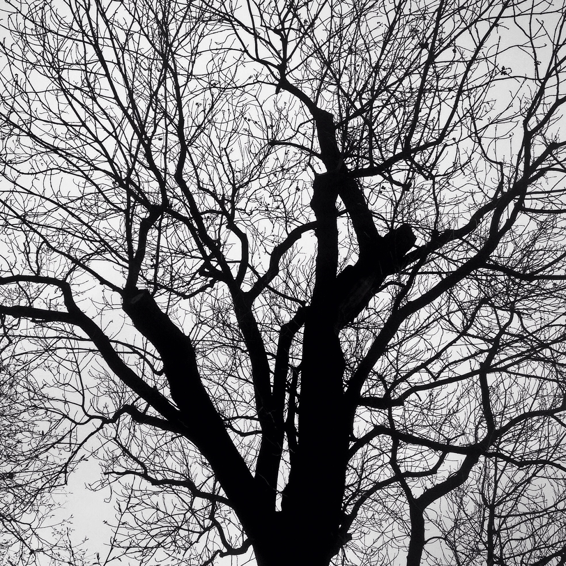Hipstamatic 304 sample photo. The tree silhouette photography