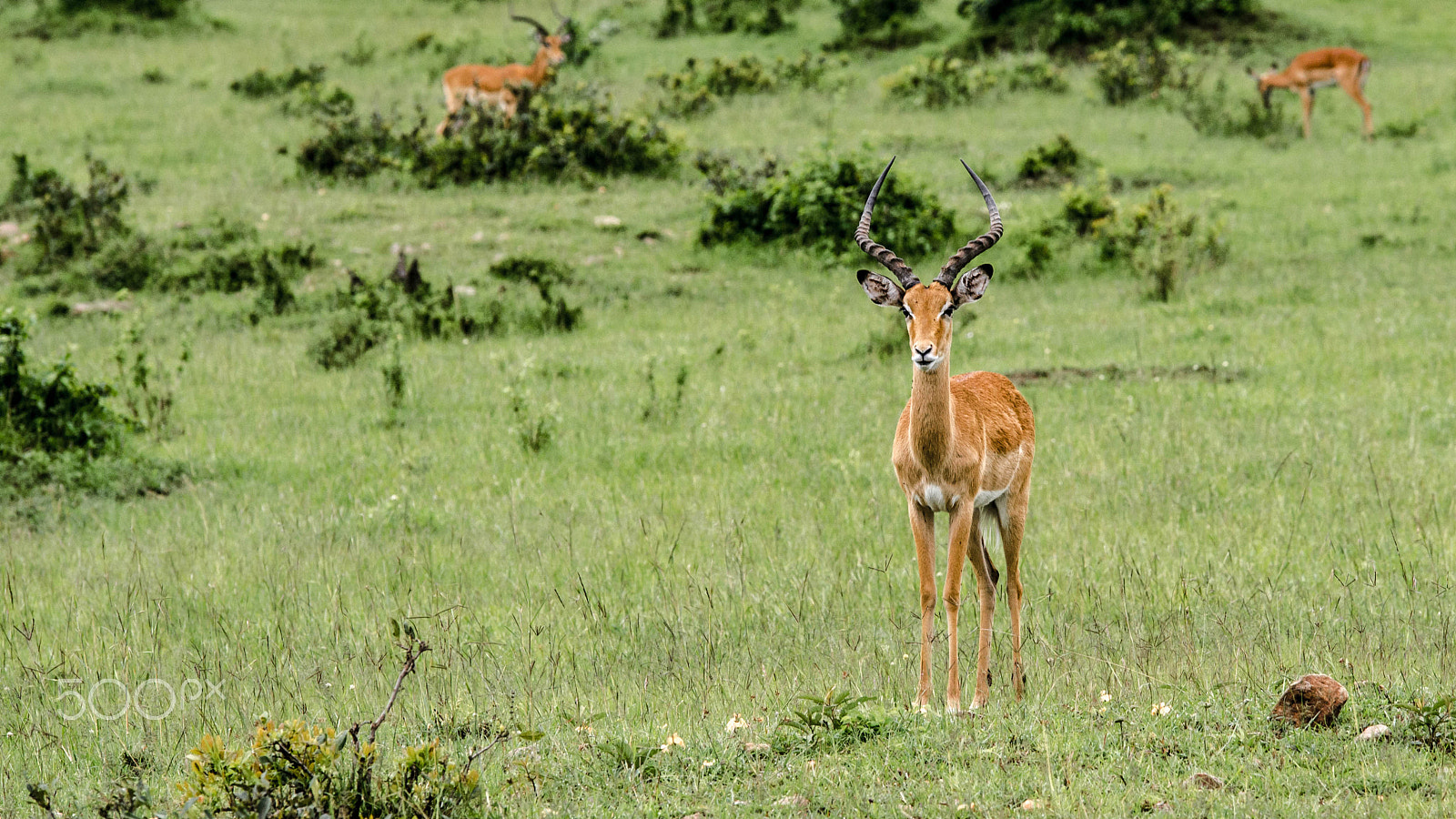 Sigma 50-150mm F2.8 EX APO DC OS HSM sample photo. Impala photography
