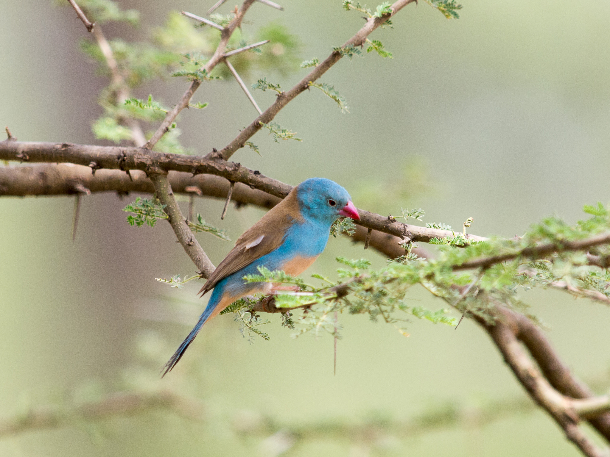 Olympus E-5 + OLYMPUS 300mm Lens sample photo. Blue-capped canary / cordon-bleu photography