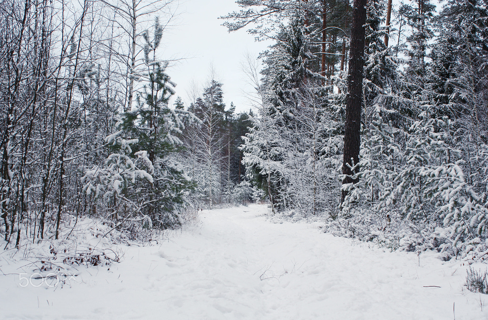 Canon EF 28-80mm f/3.5-5.6 sample photo. Magic forest photography