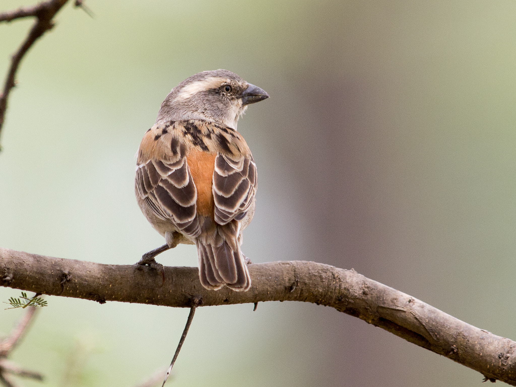 Olympus E-5 + OLYMPUS 300mm Lens sample photo. Grey-headed sparrow photography