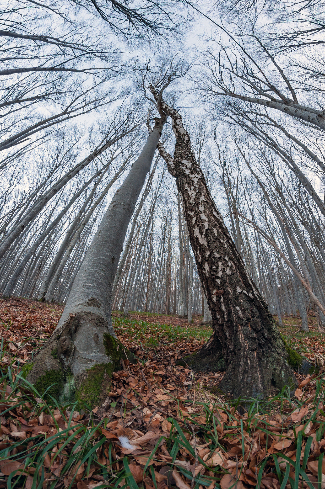 Nikon D90 + Samyang 8mm F3.5 Aspherical IF MC Fisheye sample photo. Dance of the trees photography