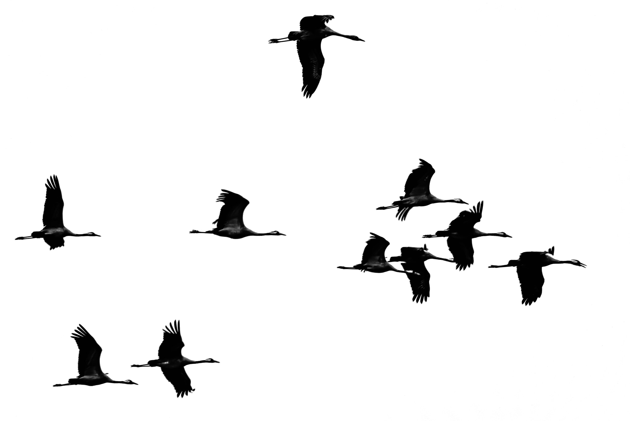 Nikon D800E + Nikon AF-S Nikkor 300mm F4D ED-IF sample photo. Cranes - the birds of happiness photography