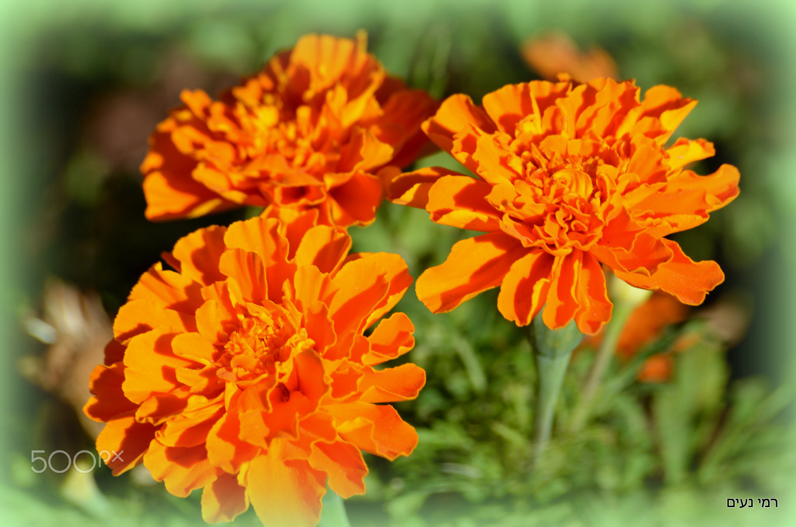 Sigma 70-300mm F4-5.6 APO Macro Super II sample photo. Wildflowers photography