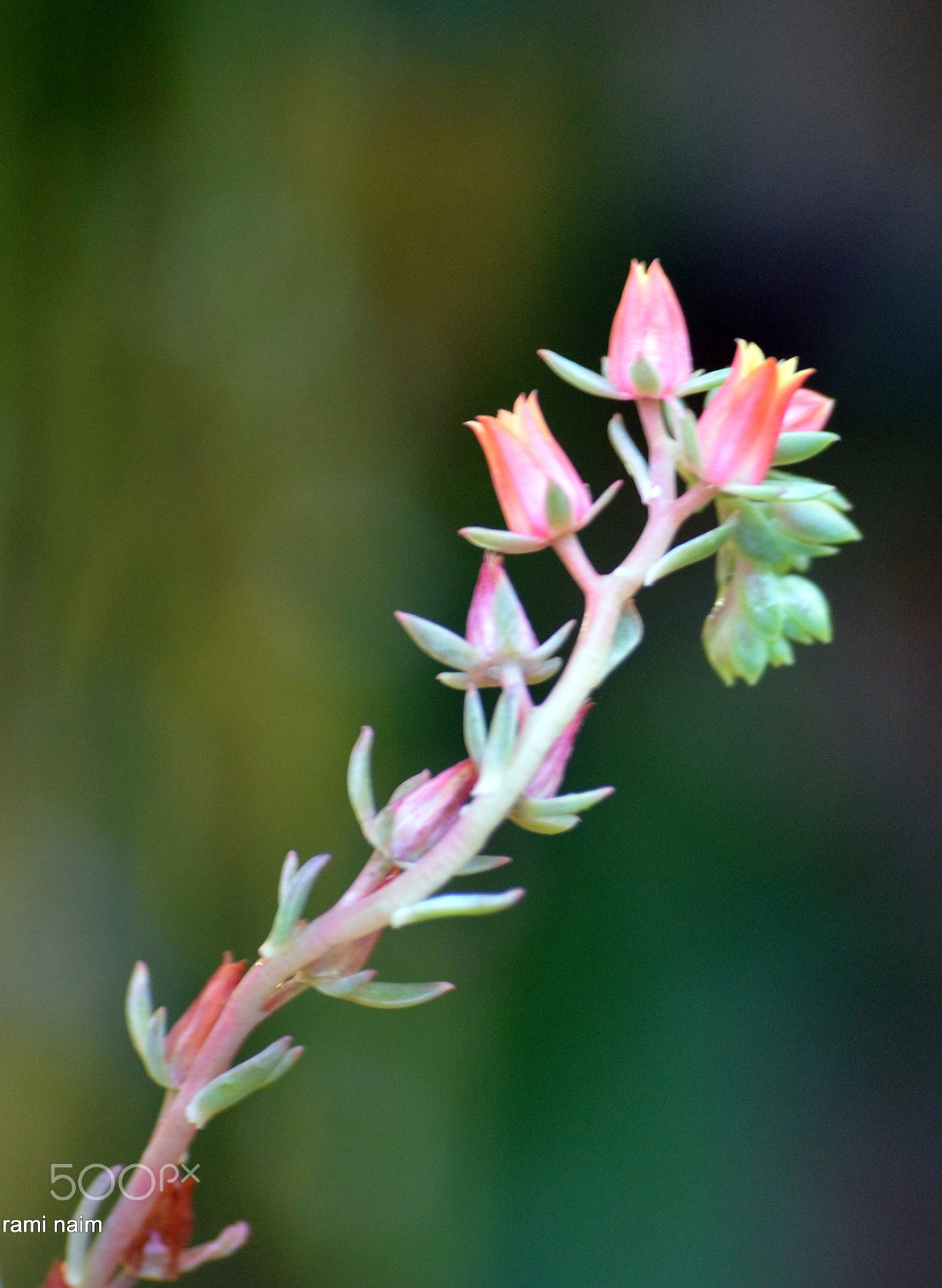 Sigma 70-300mm F4-5.6 APO Macro Super II sample photo. Wildflowers photography