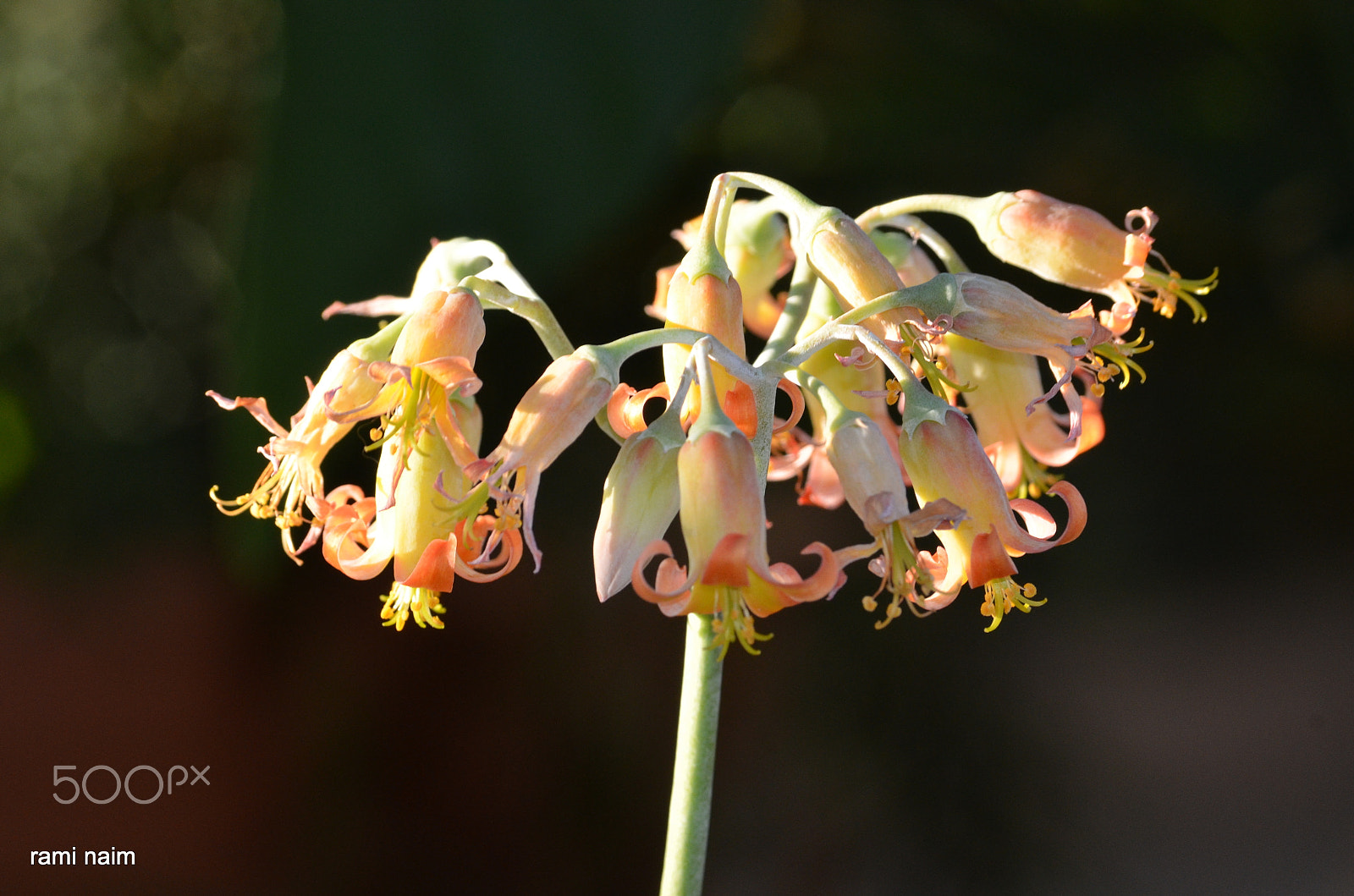 Sigma 70-300mm F4-5.6 APO Macro Super II sample photo. Wildflowers photography