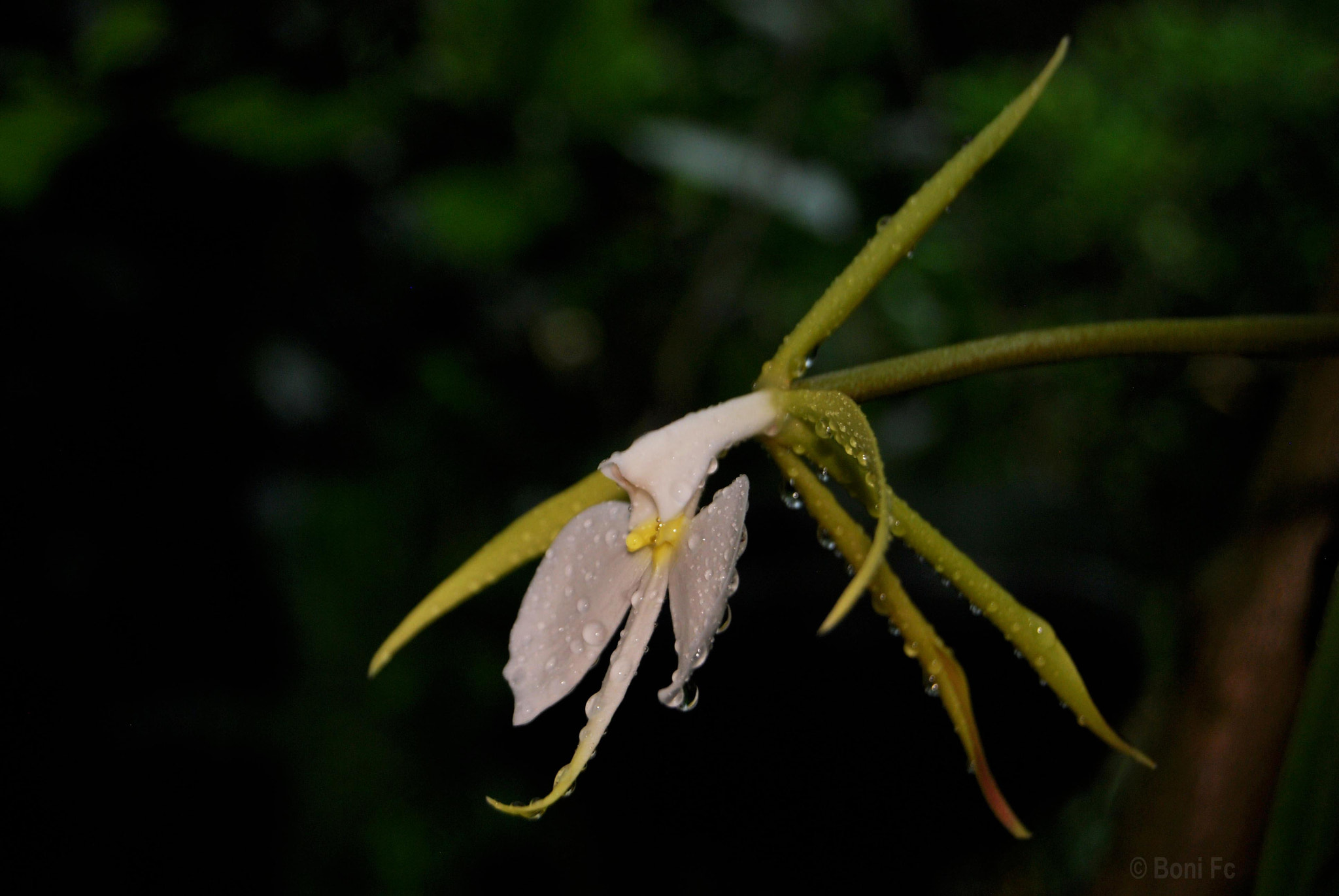 Nikon D60 + AF-S DX Zoom-Nikkor 18-55mm f/3.5-5.6G ED sample photo. Epidendrum parkinsonianum photography