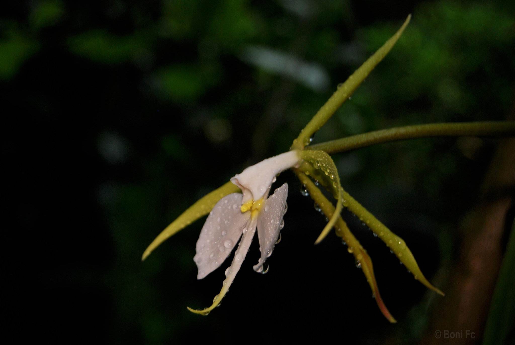 Nikon D60 sample photo. Epidendrum parkinsonianum photography