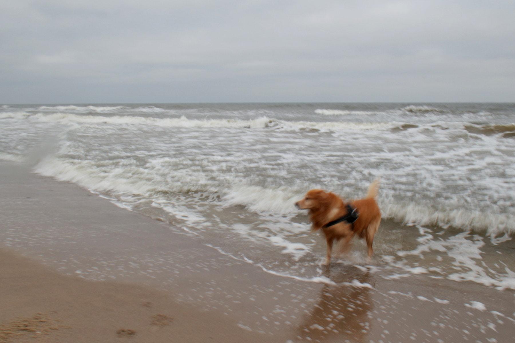 Canon EOS 650D (EOS Rebel T4i / EOS Kiss X6i) + Sigma 18-50mm F2.8-4.5 DC OS HSM sample photo. Dog at the beach, winter photography