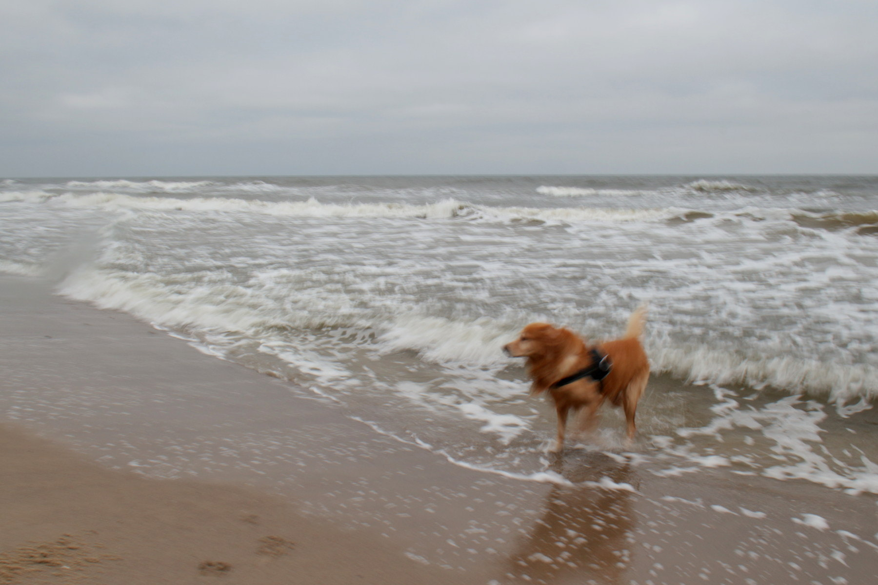 Sigma 18-50mm F2.8-4.5 DC OS HSM sample photo. Dog at the beach, winter photography