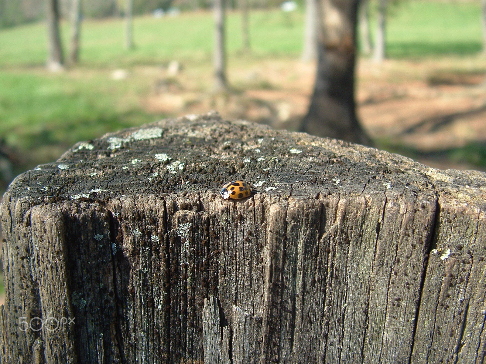 Fujifilm FinePix S3000 sample photo. Ladybug on a fence post in cades cove photography