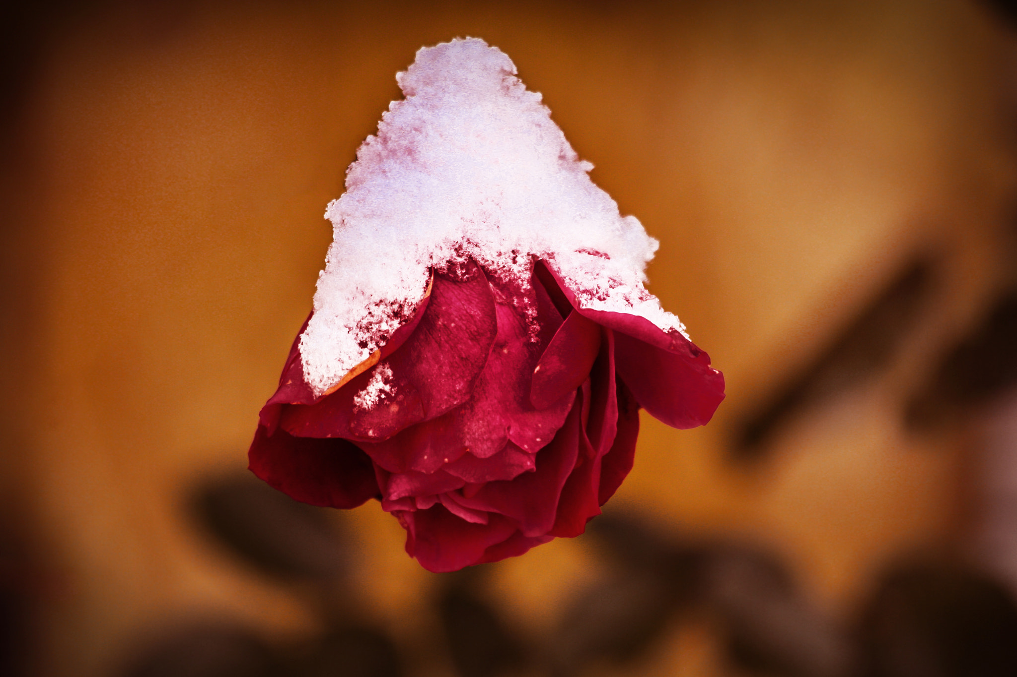 Canon EF 70-300mm F4-5.6 IS USM sample photo. Winter rose photography