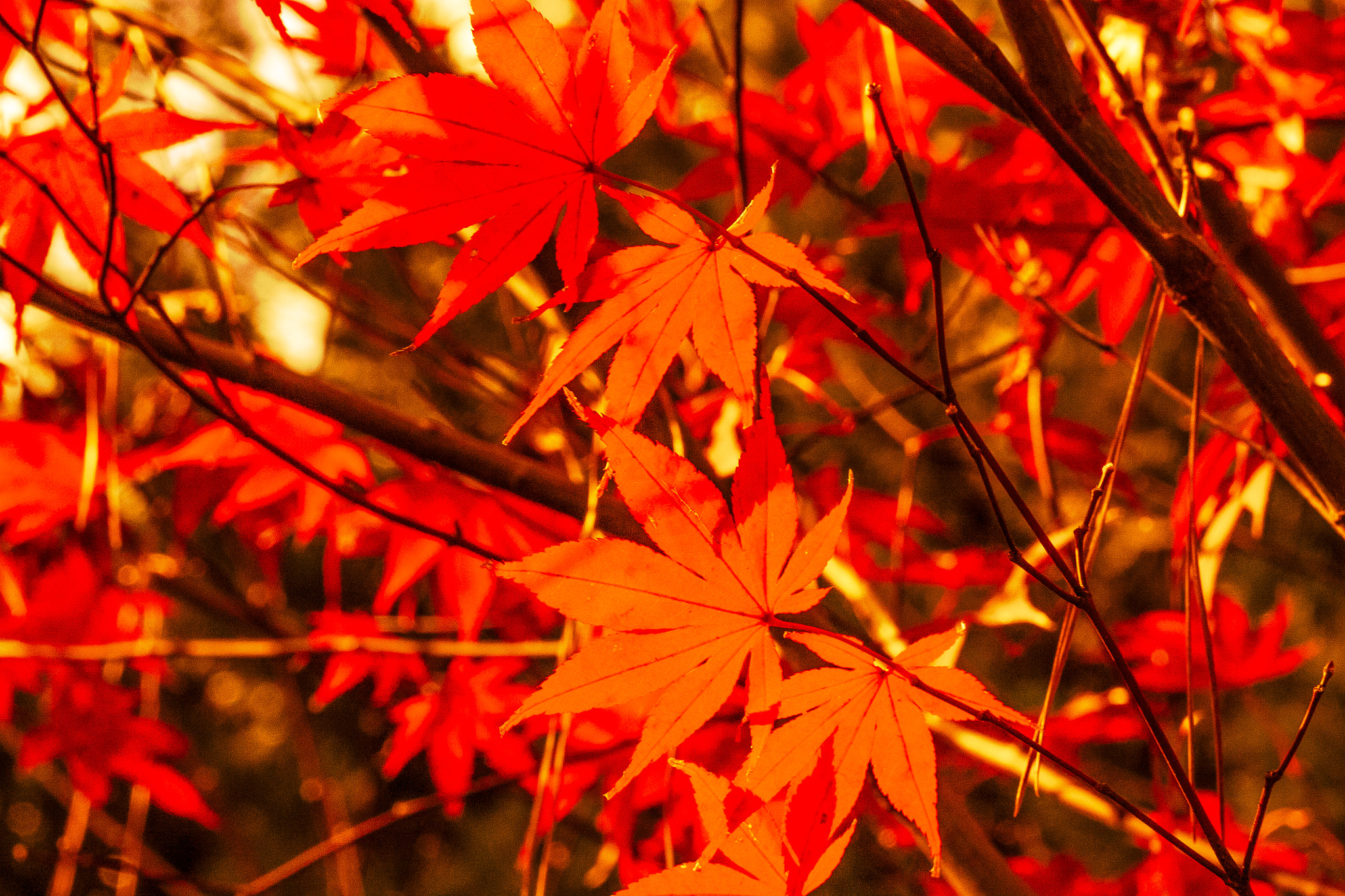 Canon EOS 450D (EOS Rebel XSi / EOS Kiss X2) sample photo. Japanese maple photography