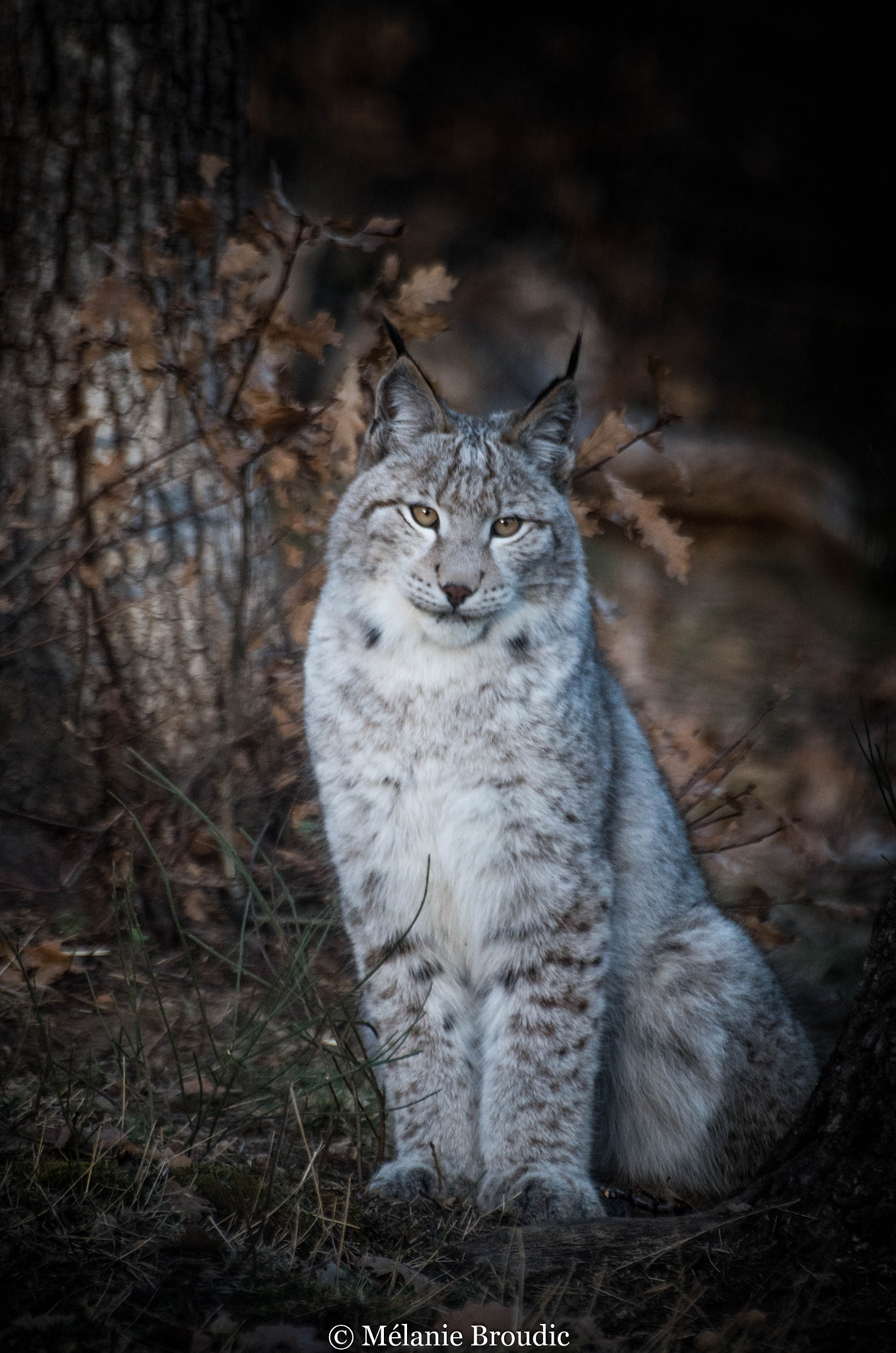 Pentax K-50 + Sigma sample photo. Lynx boréal photography