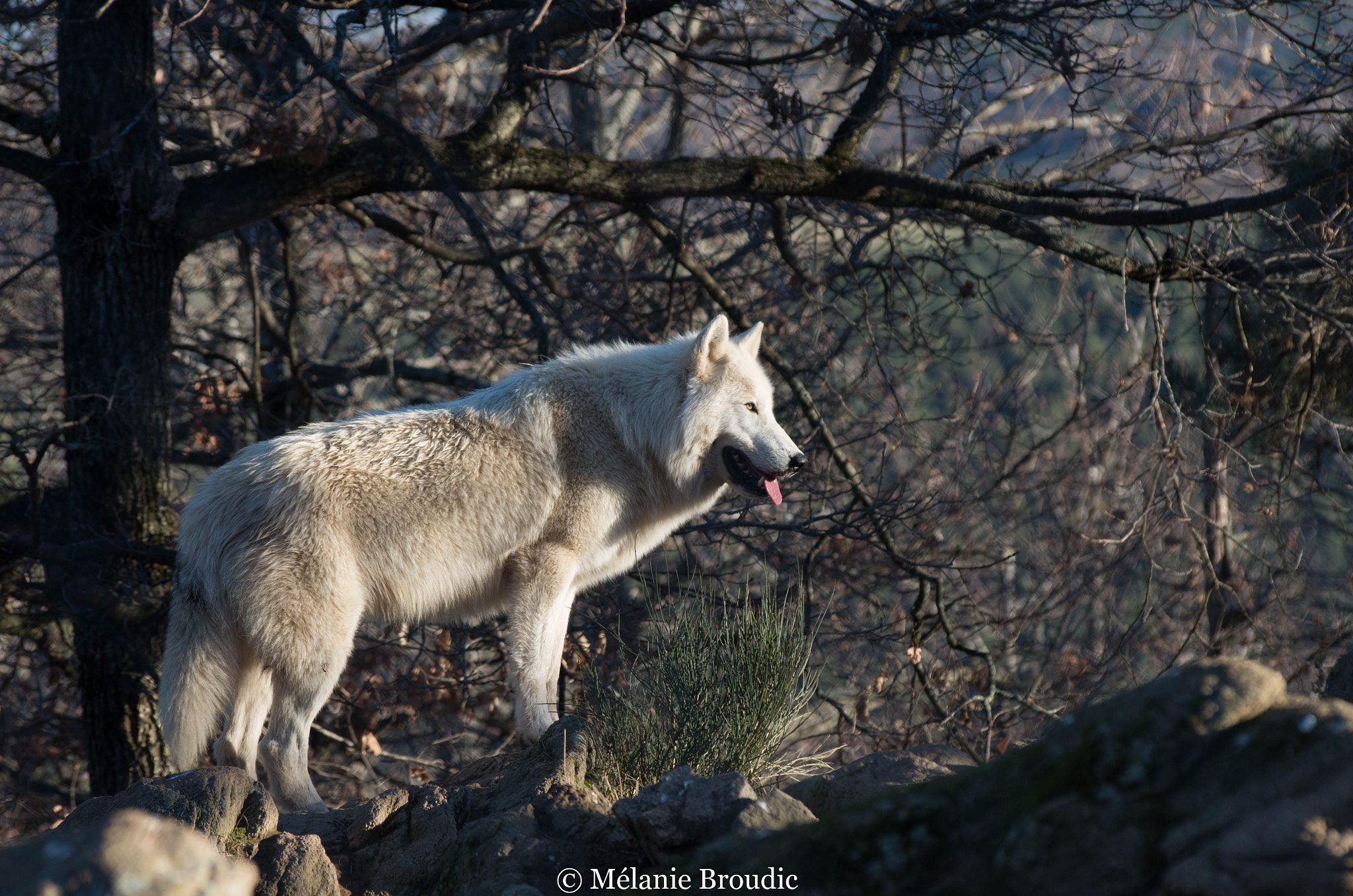 Pentax K-50 + Sigma sample photo. Loup de mackenzie photography