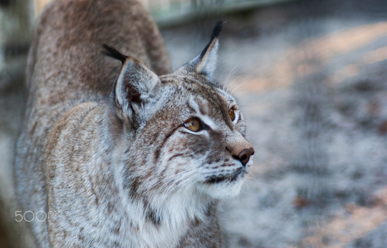 Sony Alpha DSLR-A200 + Minolta AF 50mm F1.7 sample photo. Wildlife photography