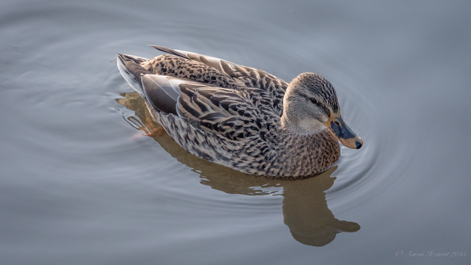 Panasonic Lumix DMC-GH4 sample photo. Ey up photography