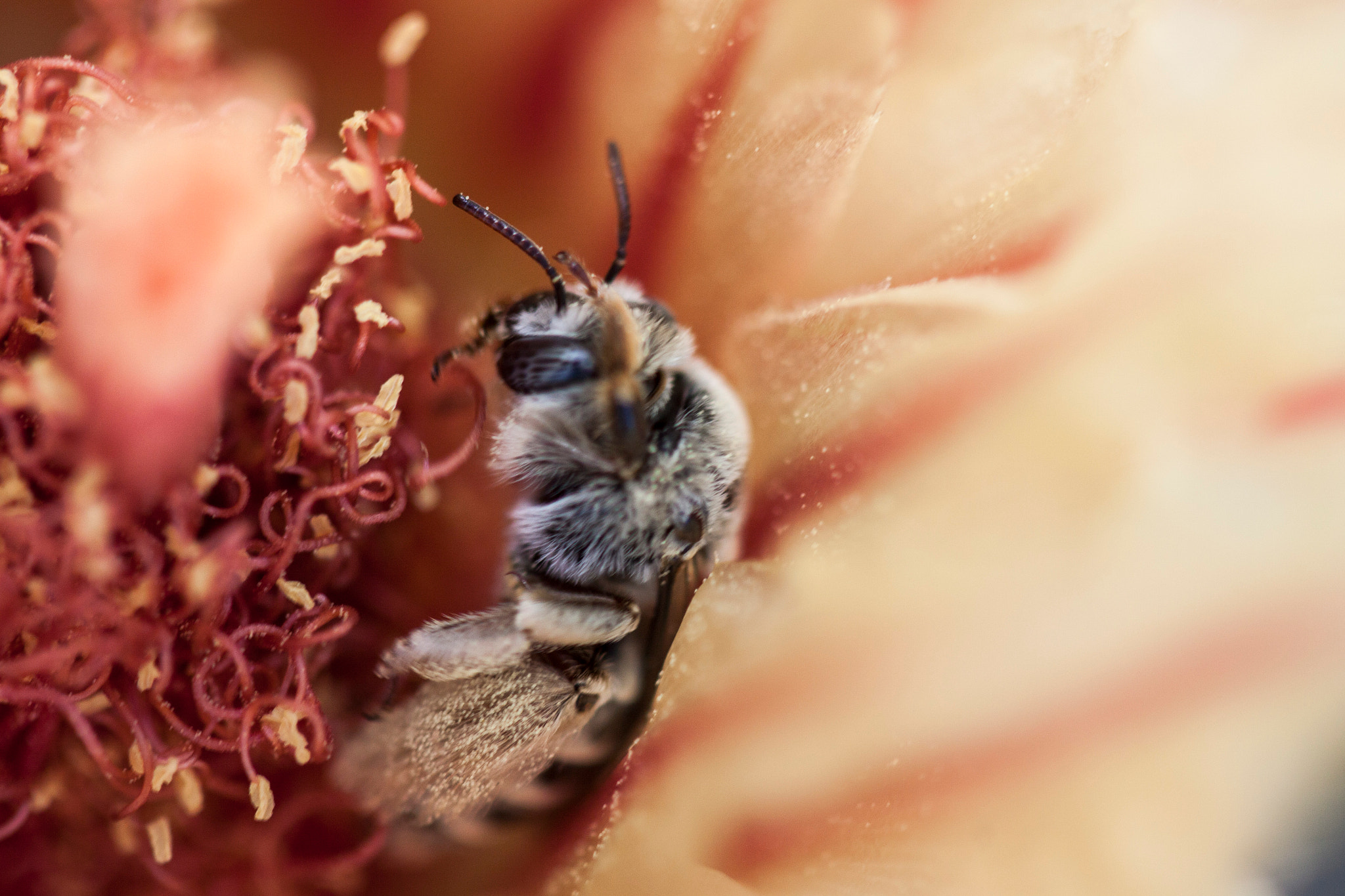 Canon EF 100mm F2.8 Macro USM sample photo. Be a bee photography