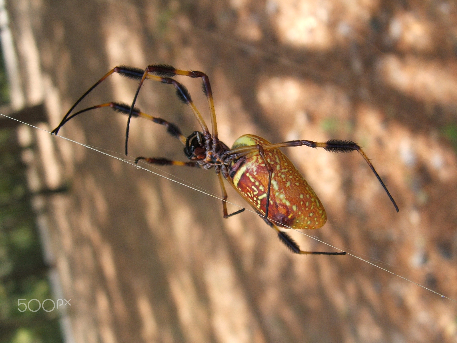 Fujifilm FinePix S3100 sample photo. Huge golden orb weaver spider photography