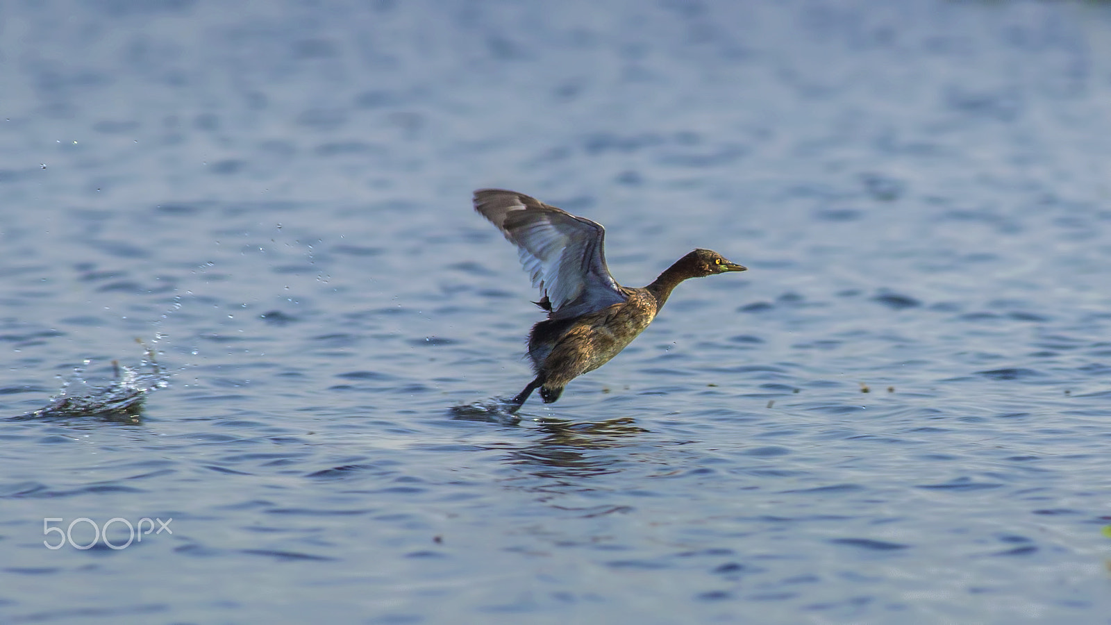 Canon EOS 600D (Rebel EOS T3i / EOS Kiss X5) + Canon EF 400mm F5.6L USM sample photo. The water walk photography