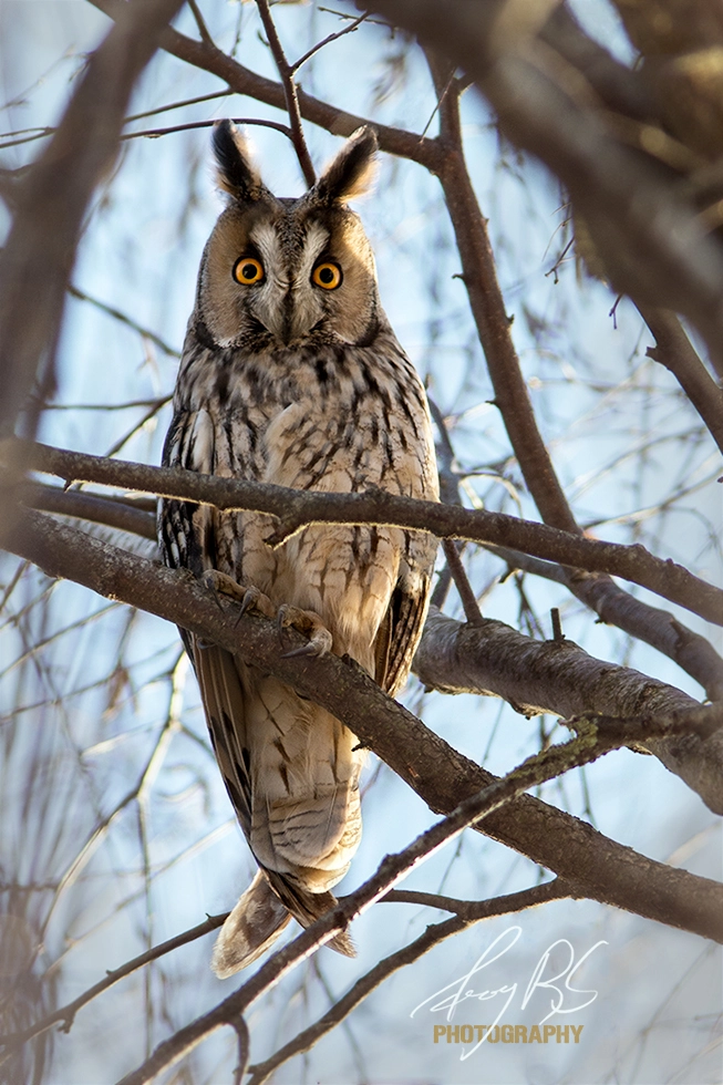 Canon EF 300mm F4L IS USM sample photo. Feathered assassin photography