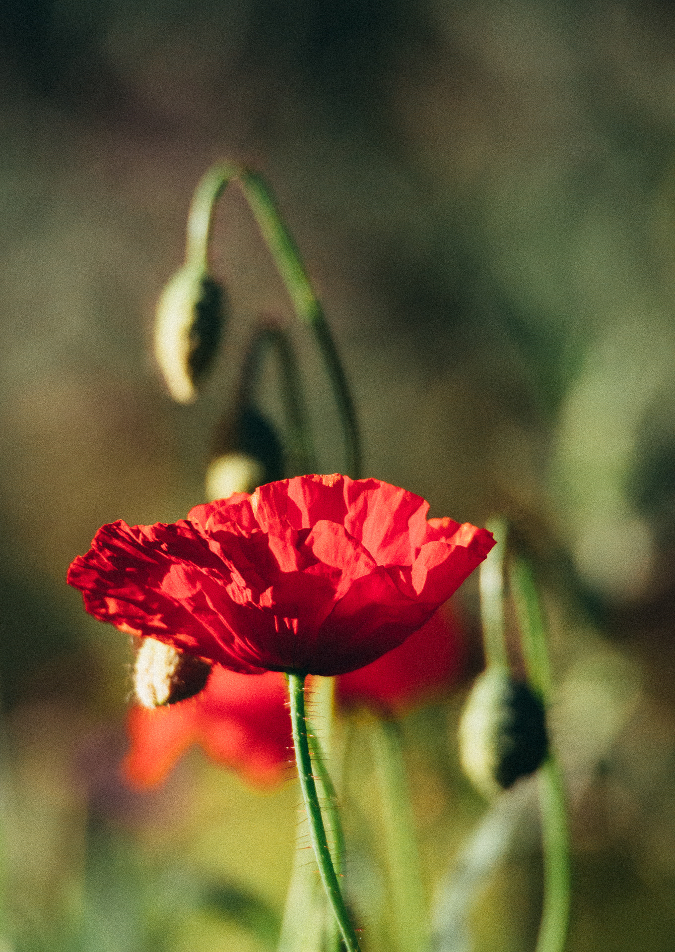 Olympus PEN E-PL5 sample photo