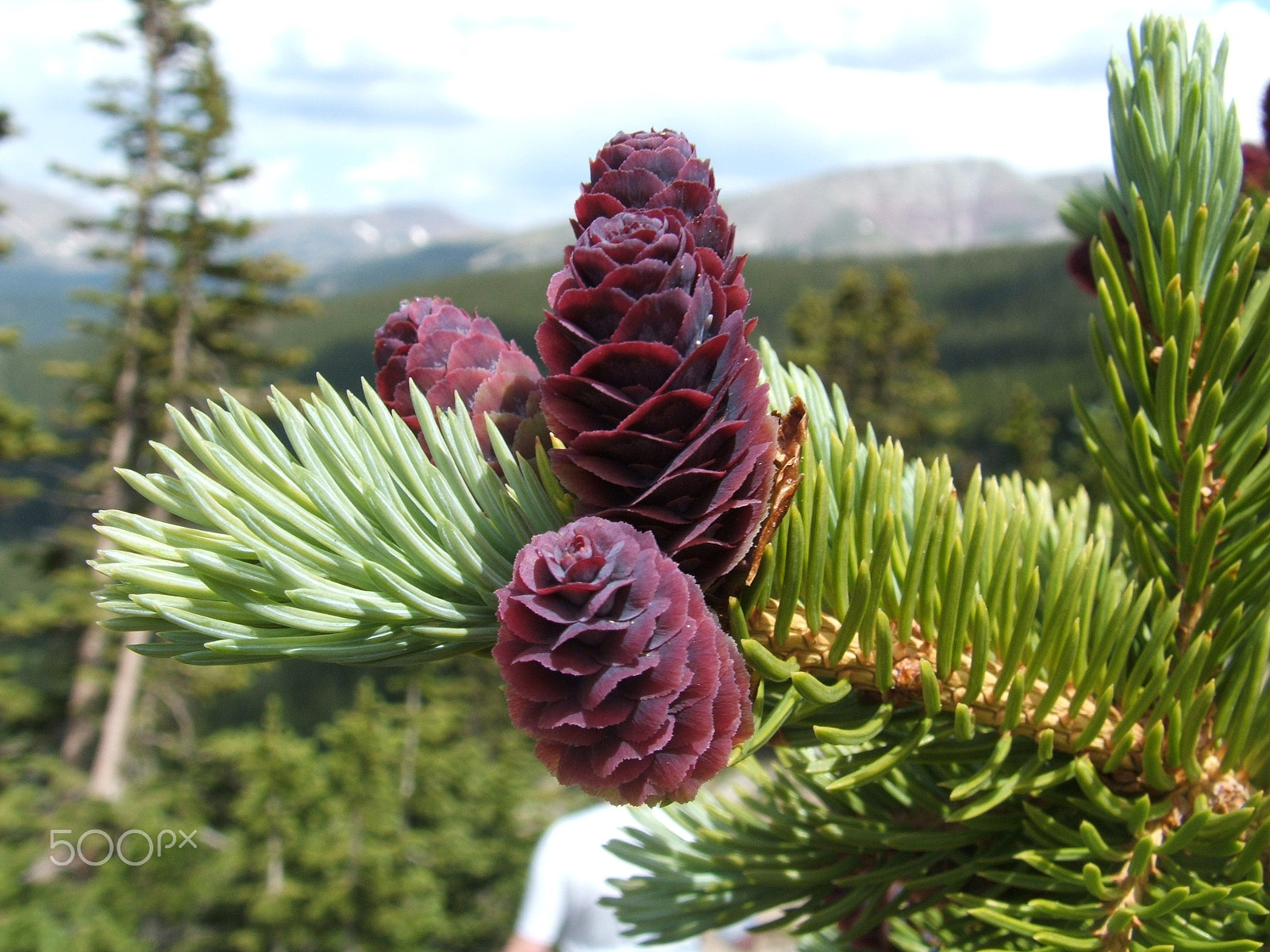 Fujifilm FinePix S3100 sample photo. Pine cone on the mohawk lake trail photography