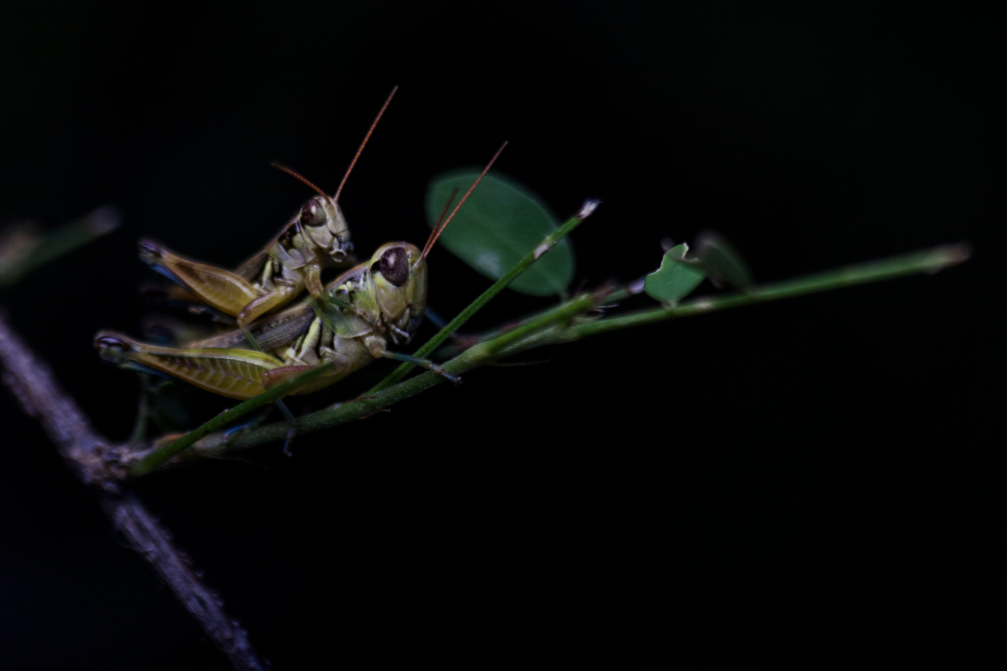 Canon EOS 50D + Canon EF 100mm F2.8 Macro USM sample photo. Grasshoppers photography