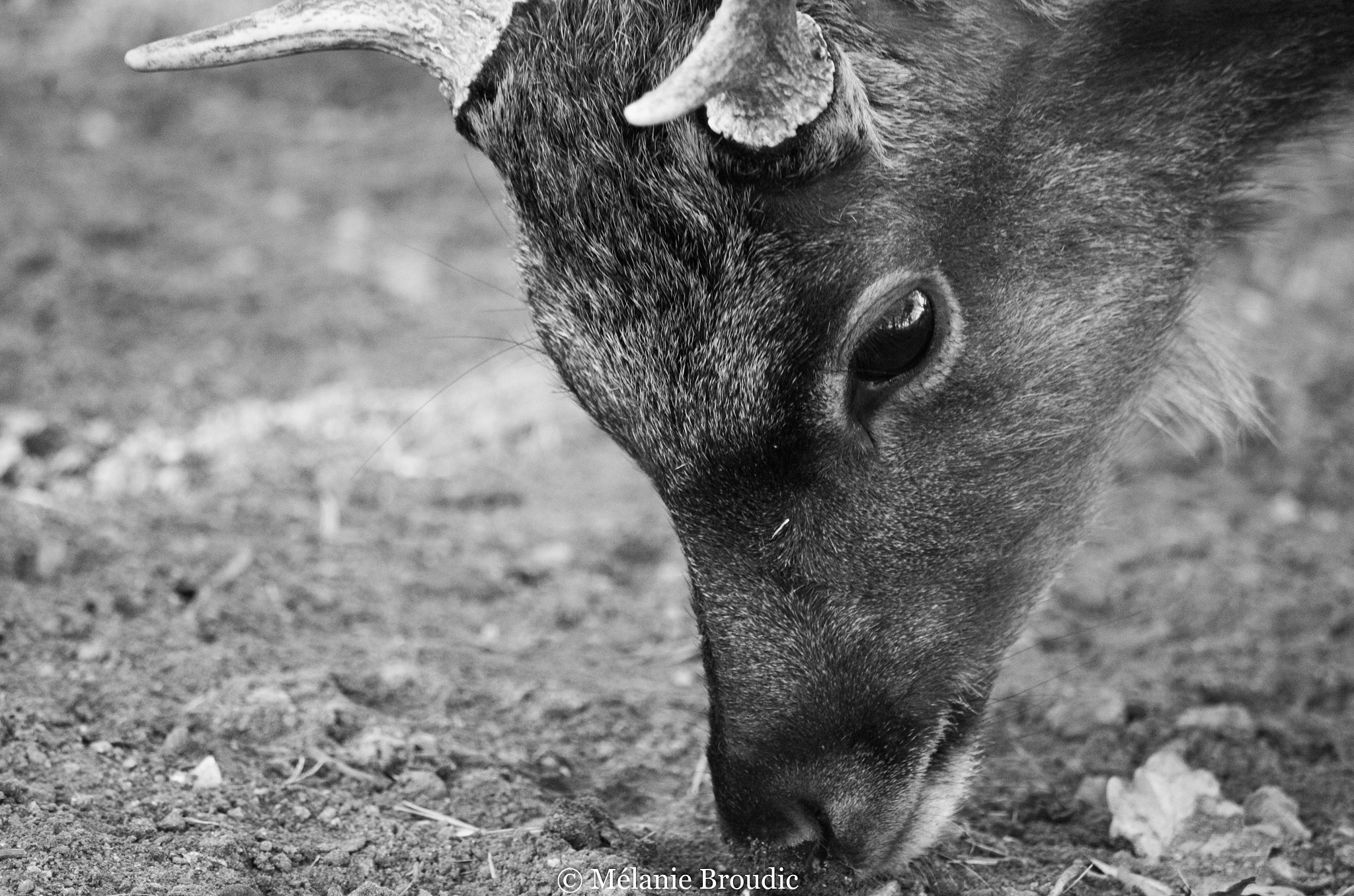 Pentax K-50 + Sigma sample photo. Cerf sika photography