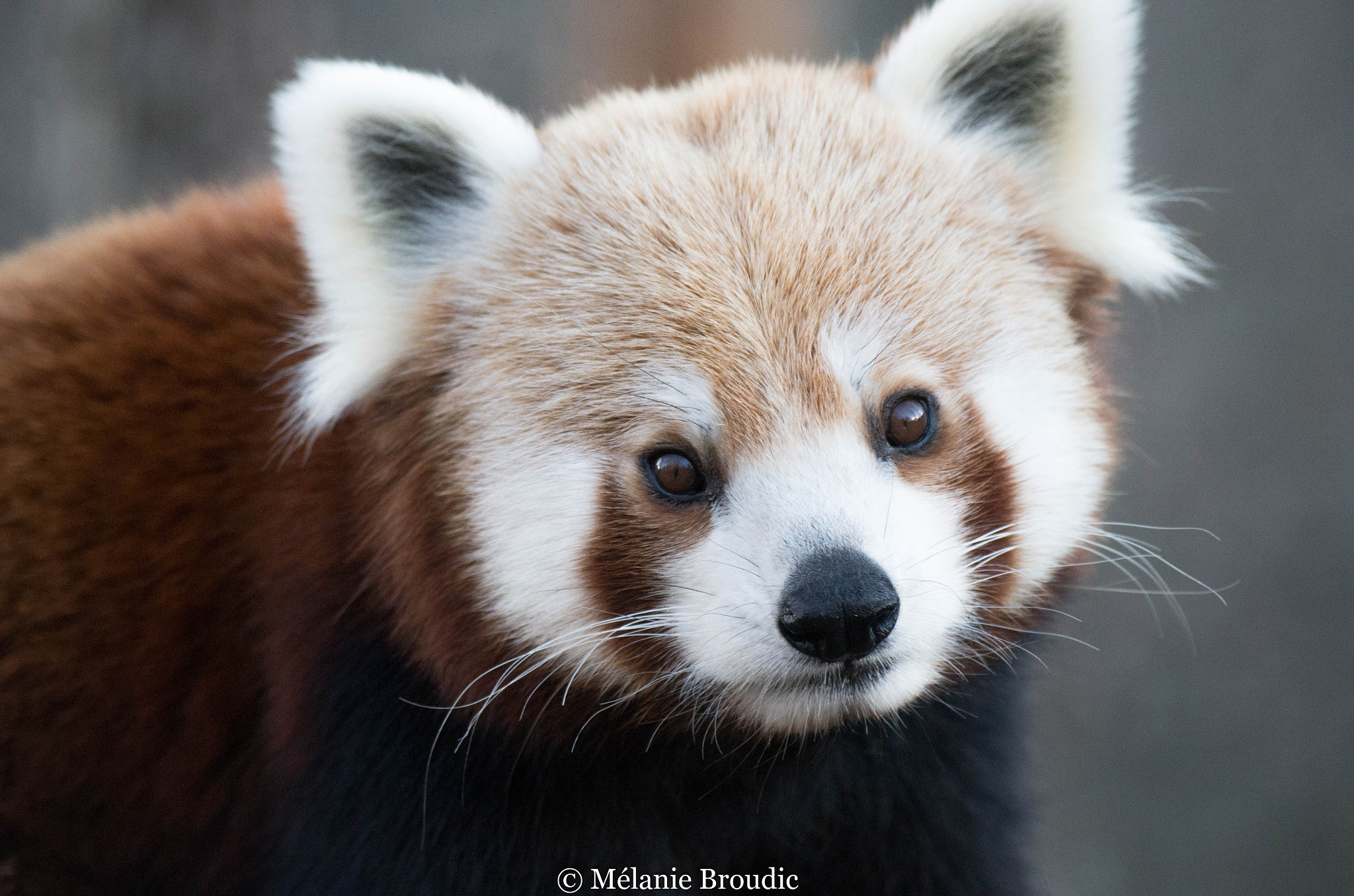 Pentax K-50 sample photo. Panda roux de chine photography