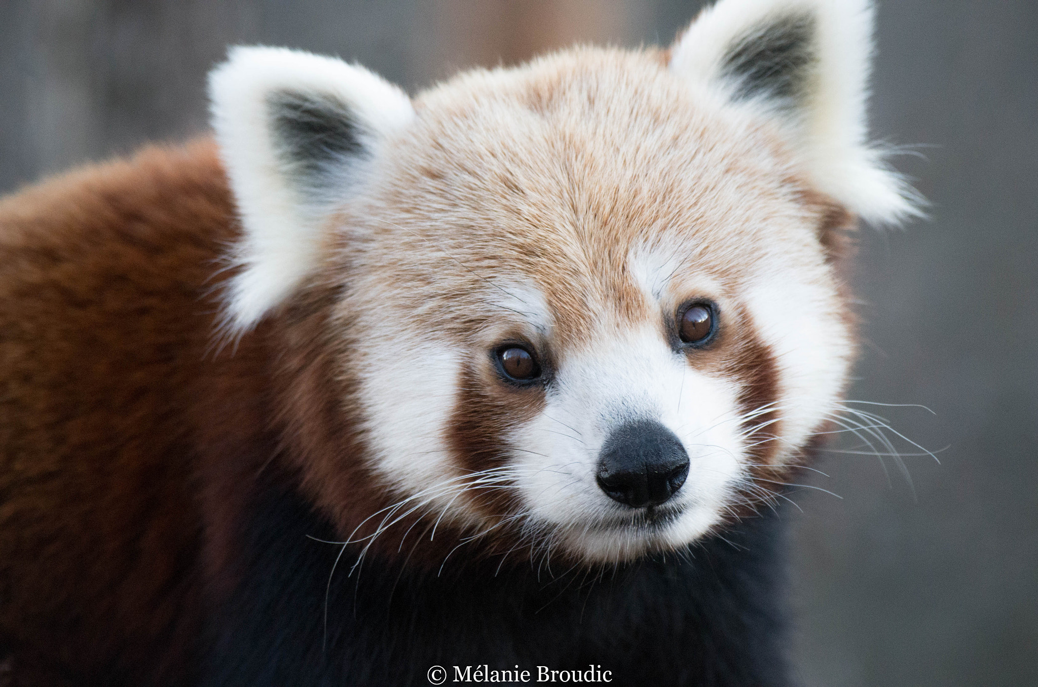 Pentax K-50 + Sigma sample photo. Panda roux de chine photography