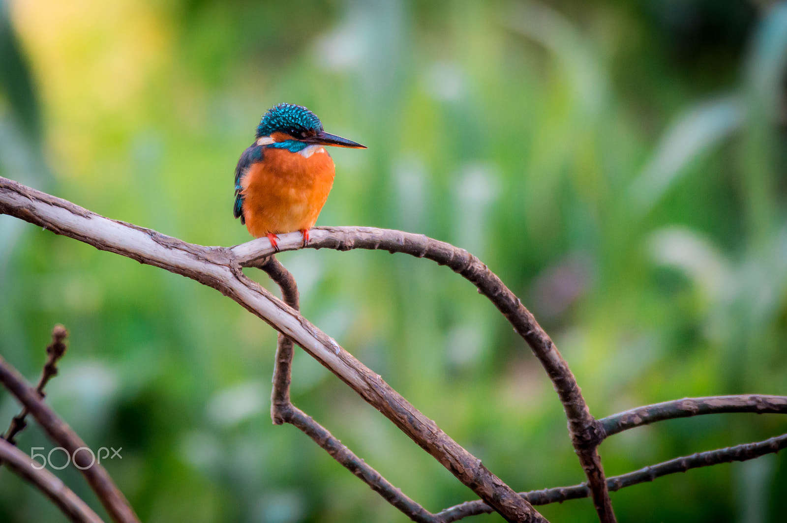 Sigma 150-600mm F5-6.3 DG OS HSM | C sample photo. Martin-pêcheur photography
