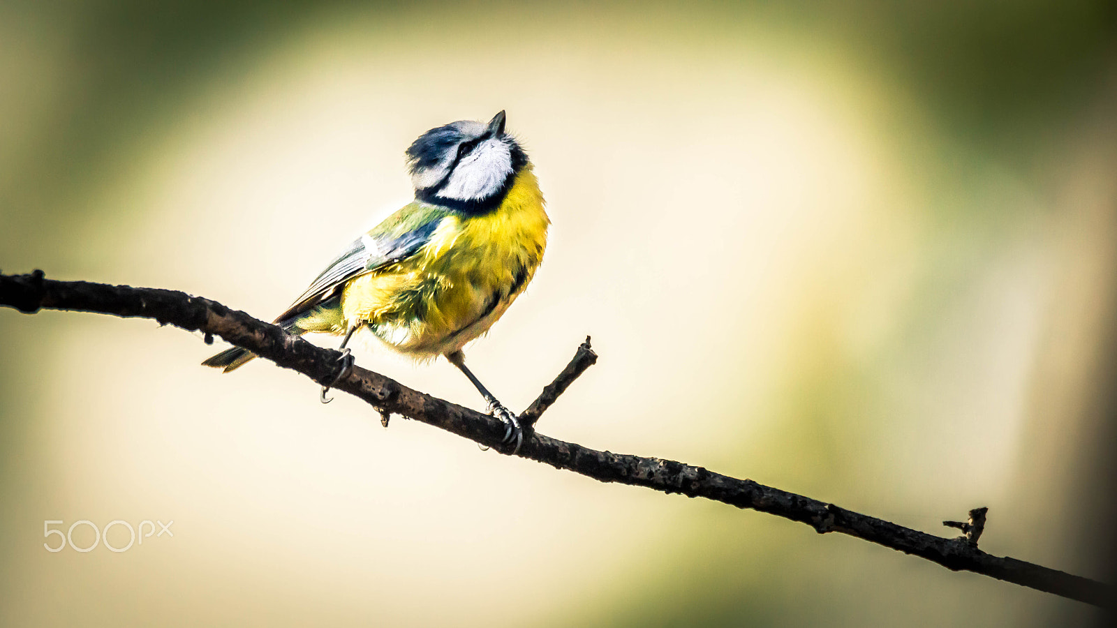 Sigma 150-600mm F5-6.3 DG OS HSM | C sample photo. Singing loud photography