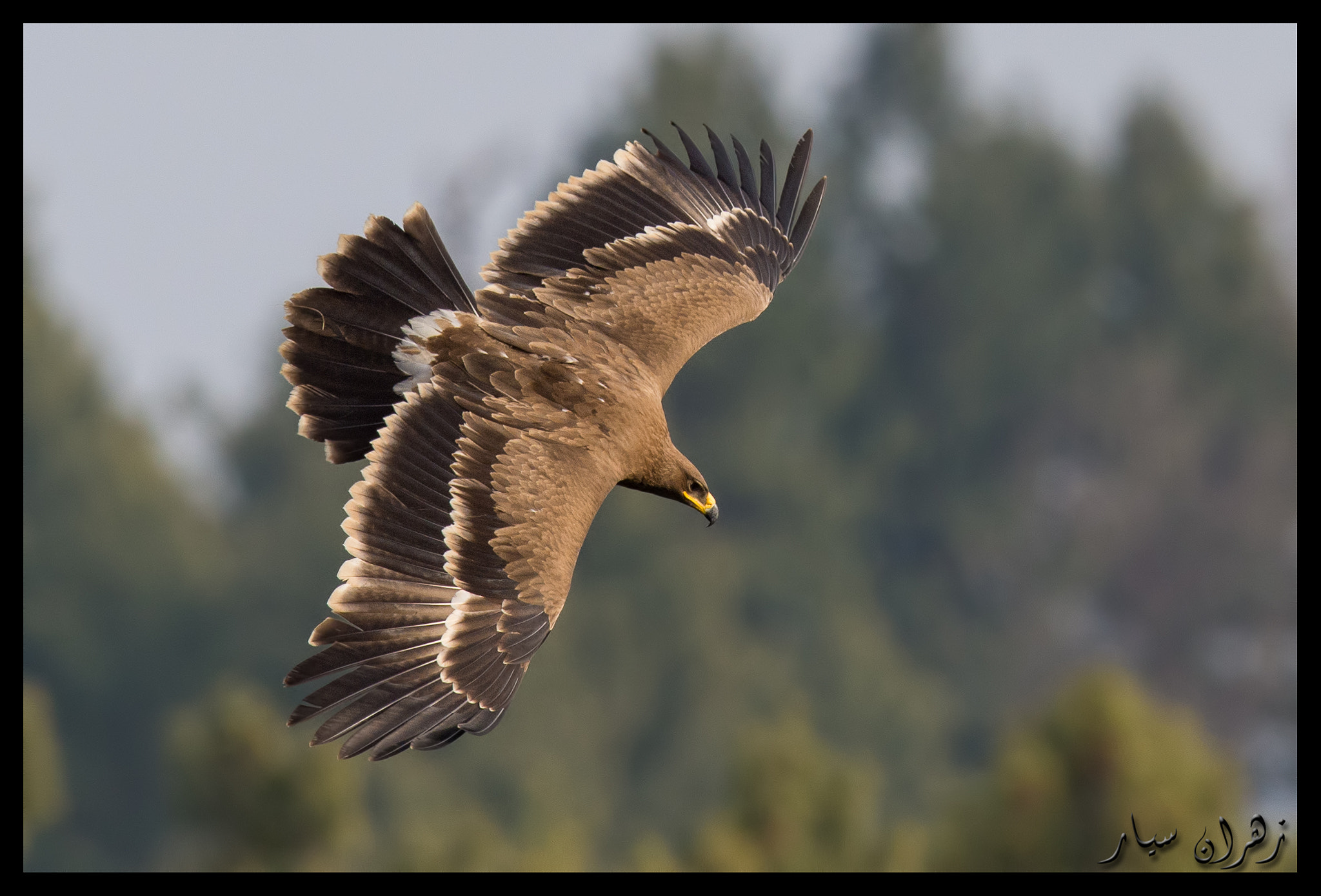 Nikon AF-S Nikkor 600mm F4G ED VR sample photo. Nose diving after prey !! photography