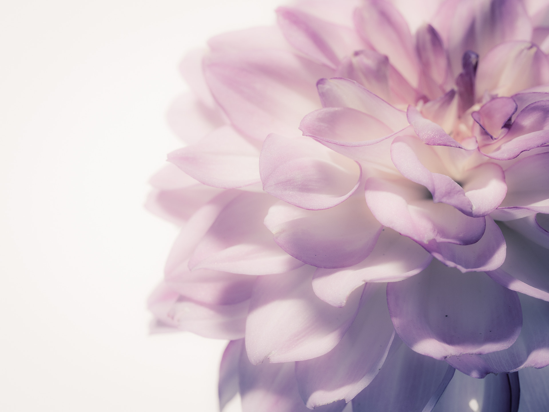 Olympus PEN E-PL5 sample photo. Dahlia photography