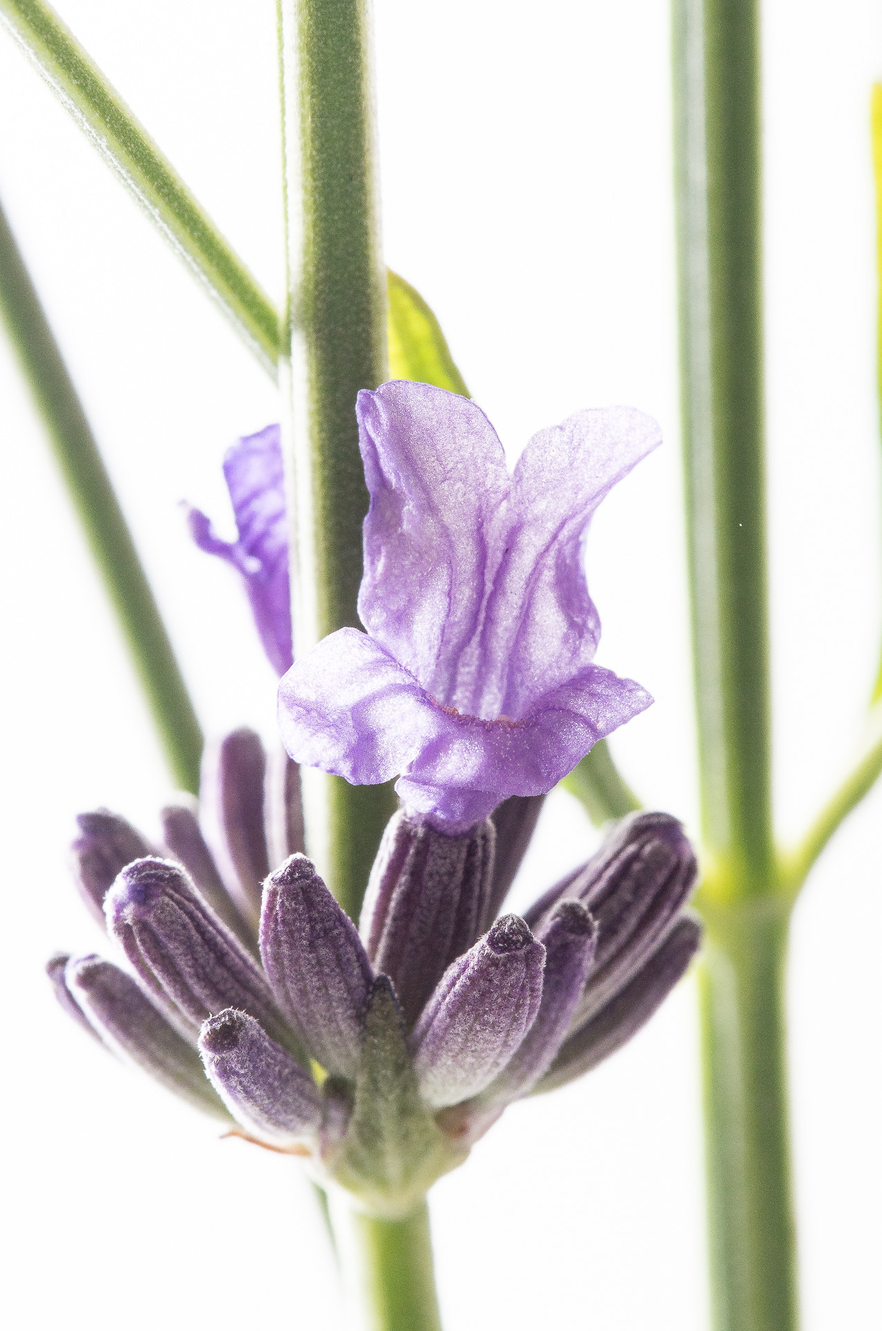 Olympus PEN E-PL5 sample photo. Lavender photography