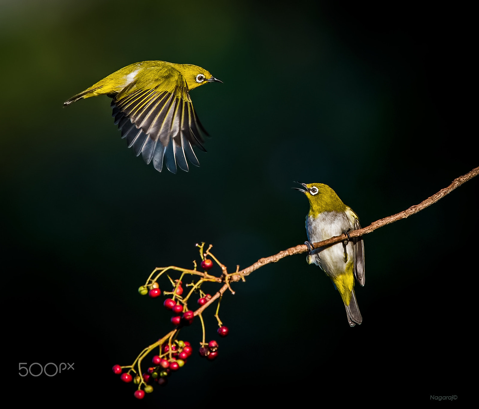 Nikon Nikkor AF-S 300mm F4E PF ED VR sample photo. Lets hav food photography